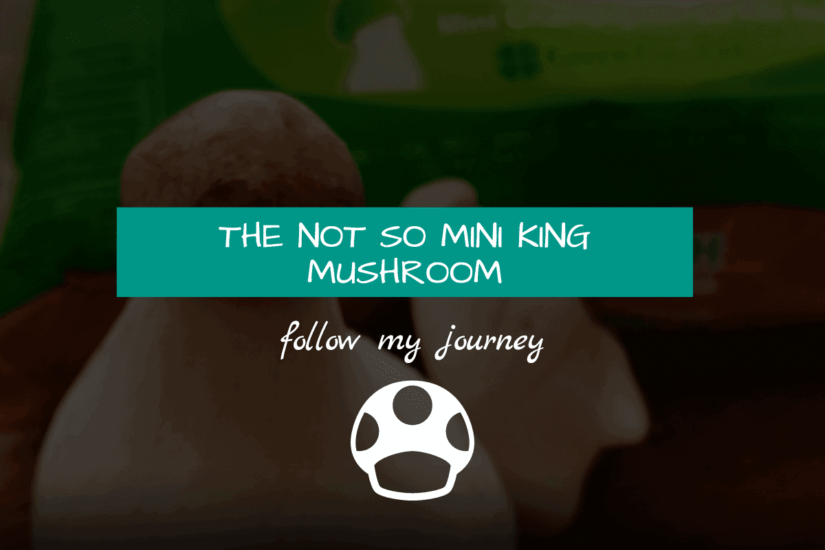 not so mini king mushroom