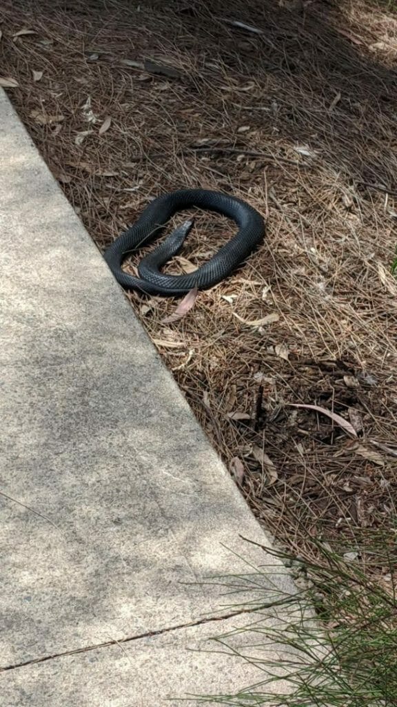 Marco Tran - 5km runs for 30 consecutive days breakdown snake