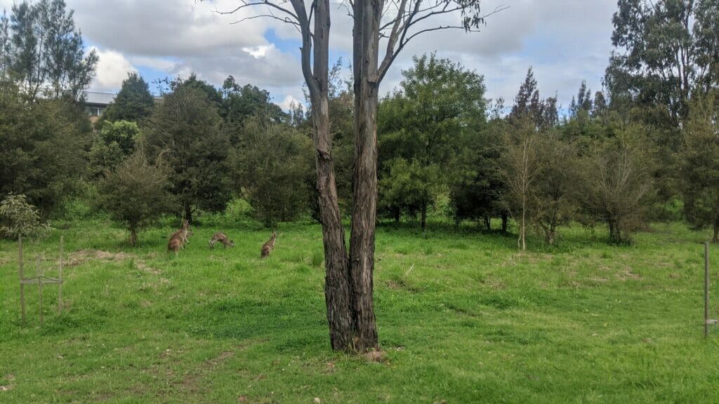 3 YEARS 5KM per day kangaroos