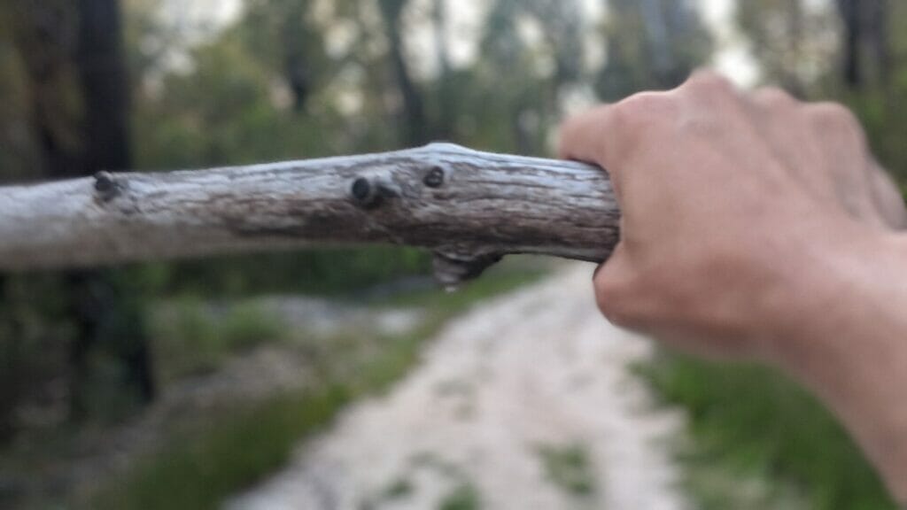 RUNNING AND EXPLORING AT LAKE CONJOLA Buckleys Pt Trail Stick