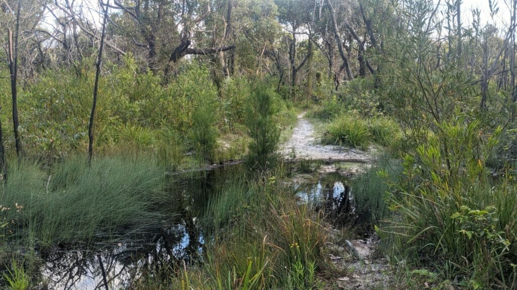 RUNNING AND EXPLORING AT LAKE CONJOLA Buckleys Pt Trail puddle